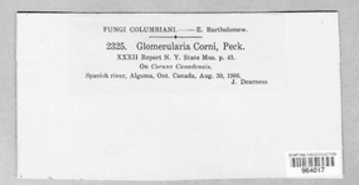 Glomopsis corni image